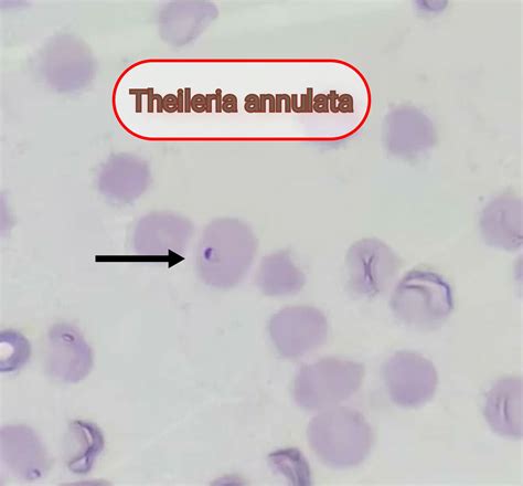 VETERINARY PARASITOLOGY: THEILERIOSIS