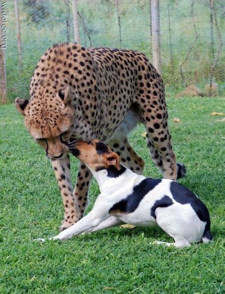 Funny Animal Couples (104 pics) - Izismile.com