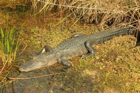 Free photo: Alligator, Reptiles, American - Free Image on Pixabay - 347260