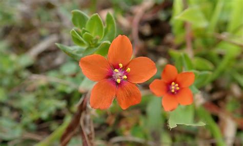 Scarlet pimpernel | earthstar