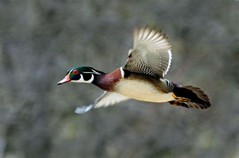 Female Wood Duck Flying