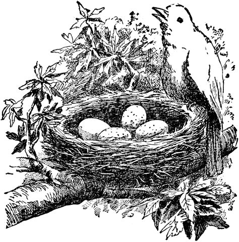 Bird and nest | ClipArt ETC