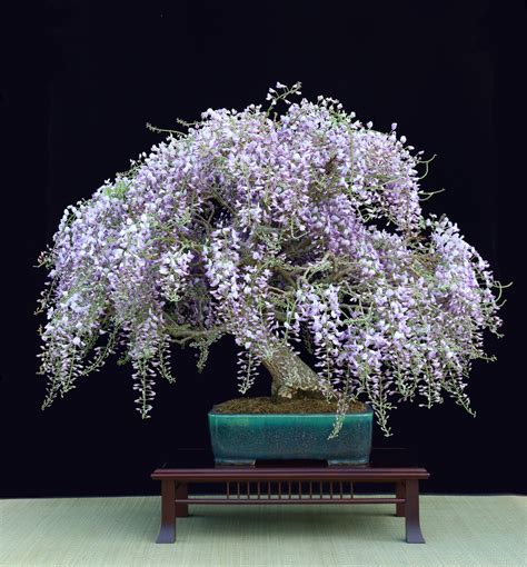 Top 10: Flowering Bonsai trees - Bonsai Empire | Wisteria bonsai, Bonsai tree care, Bonsai tree