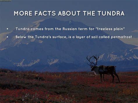 Tundra Facts