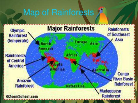 Tropical Rainforest Forest Map