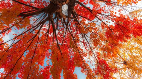 Average peak for fall foliage in Wisconsin