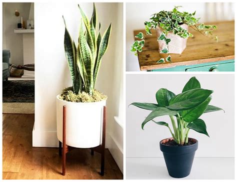 12 Amazing Looking Air Purifying Plants You Need in Your Home