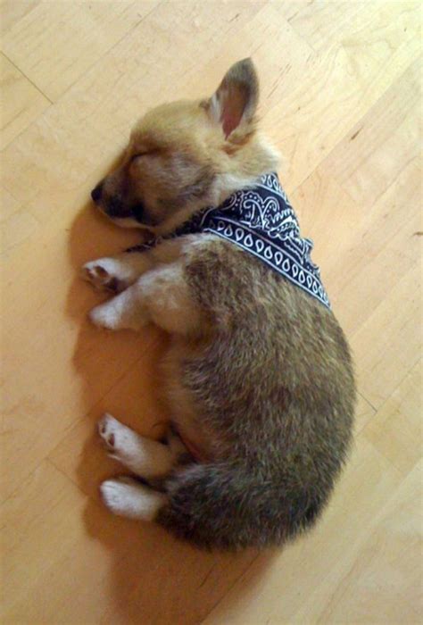 Sleeping Corgi Puppy