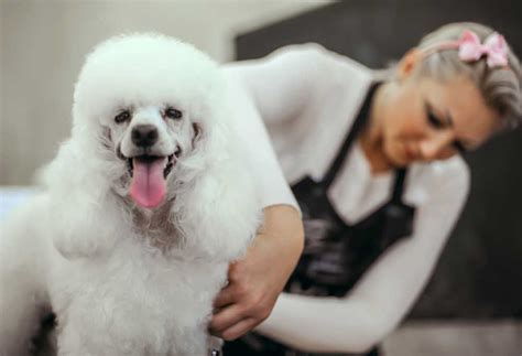 How to Shave a Poodle? - PatchPuppy.com