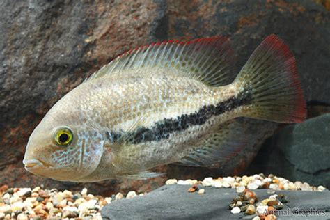 Vieja Zonatus Cichlid REGULAR - Bluegrassaquatics.com