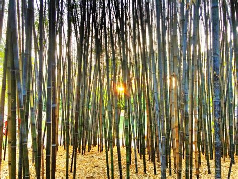 bamboo sunset | Picture Birmingham