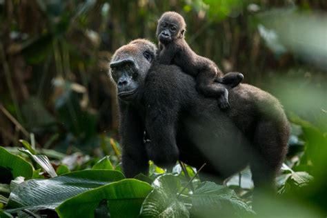 African Parks secures $100M for conservation in Africa | Focusing on Wildlife