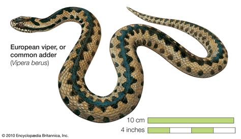 Viper | Venomous, Pit Vipers, Rattlesnakes | Britannica