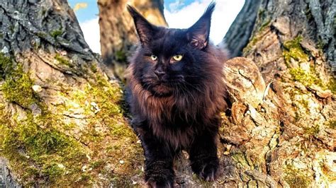 The Astonishing Black Maine Coon Cat - How Rare Is It?