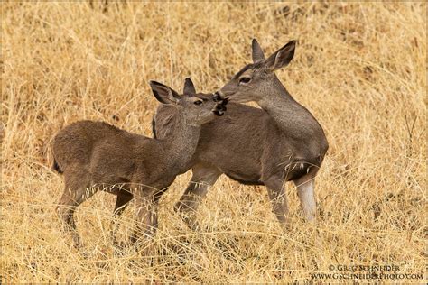 Mule Deer nuzzling