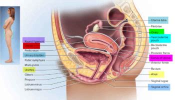 Salpingitis acute & chronic causes, symptoms, diagnosis and treatment