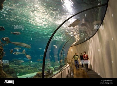 Aquarium at the Moll d'Espanya del Port Vell, Barcelona, Spain, Europe Stock Photo - Alamy