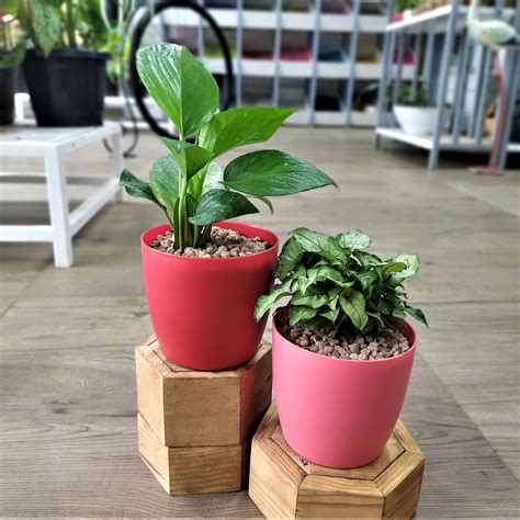 Set of 2 Desk Plants | TheGreenyard.in