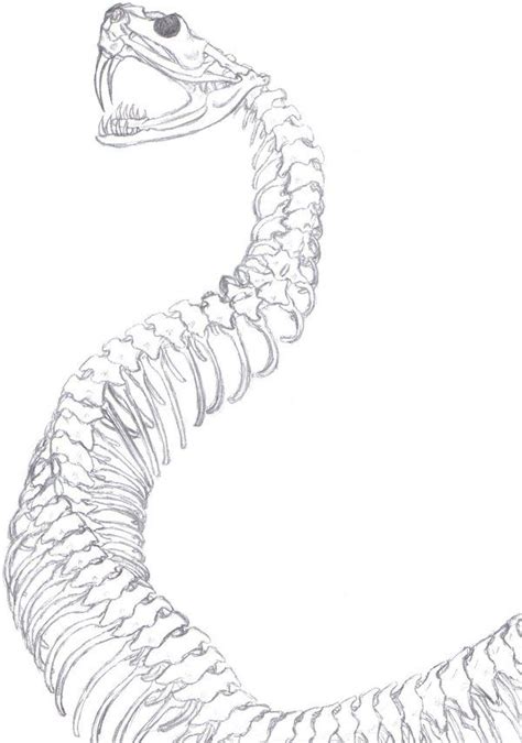 snake skeleton spine drawing - Google Search | Snake art, Spine drawing, Snake drawing