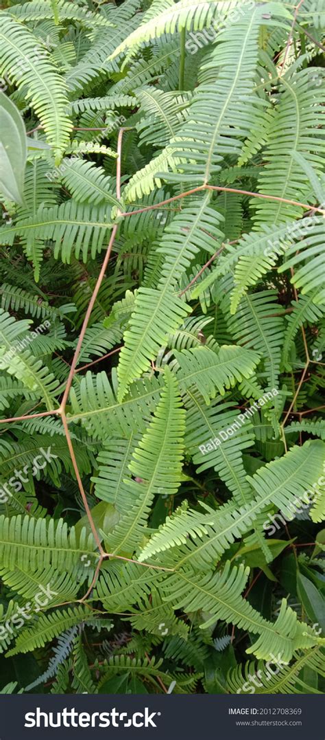 Types Bushes Forest That Have Been Stock Photo 2012708369 | Shutterstock