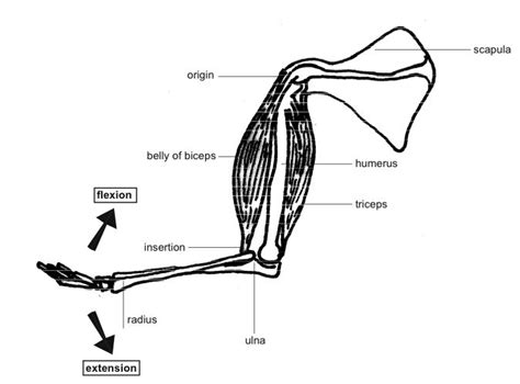 Antagonistic Muscles | Animal Systems