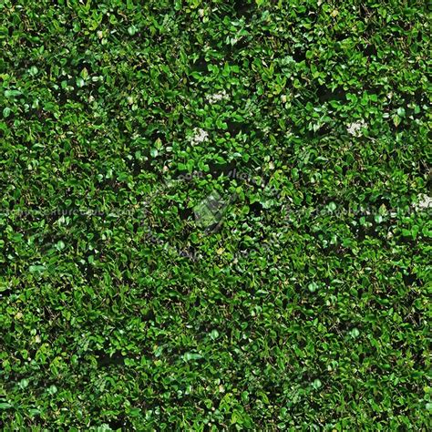 Green hedge texture seamless 13095