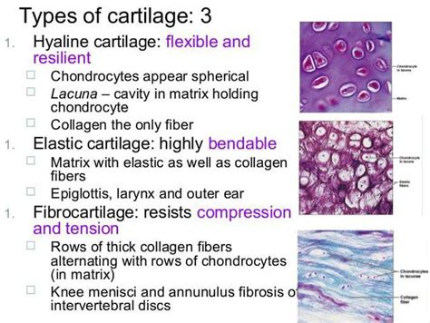 Types of cartilage. - MEDizzy