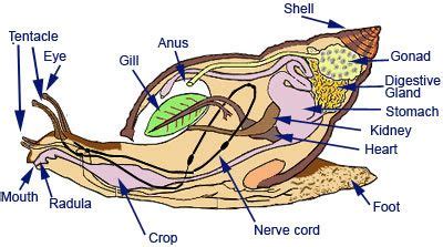 Snail Anatomy Biology Lessons, Science Biology, African Snail, Snail ...