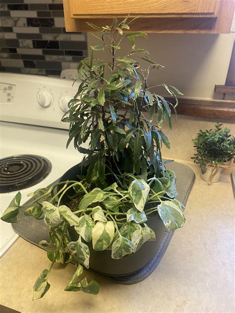 HELP! How do I save this plant? 😓 : r/plants