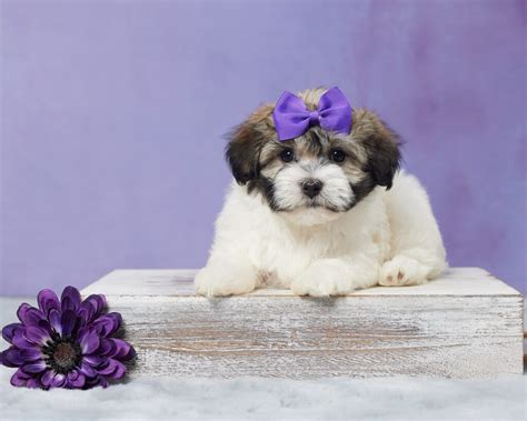 Tips On Crate Training A Havanese Puppy | Oasis Puppies