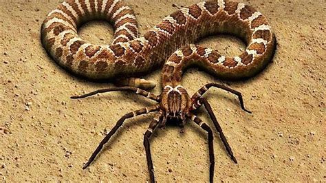 10 EXTREMELY RARE Snakes In The World - YouTube
