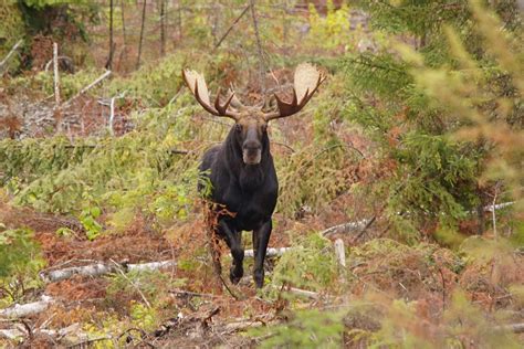 Minnesota moose population drops but holds relatively stable - WDIO.com