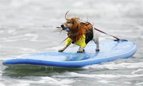 Doggy Surfing Competition | Dog in heat, Funny dog photos, Cute animal quotes