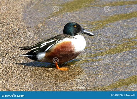 Northern Shoveler Duck Male Stock Photo - Image of lake, pacific: 14075714