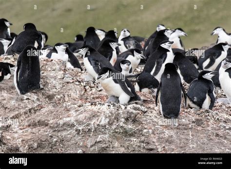 Chinstrap penguin group of adults and young chicks in breeding colony, Antarctica Stock Photo ...