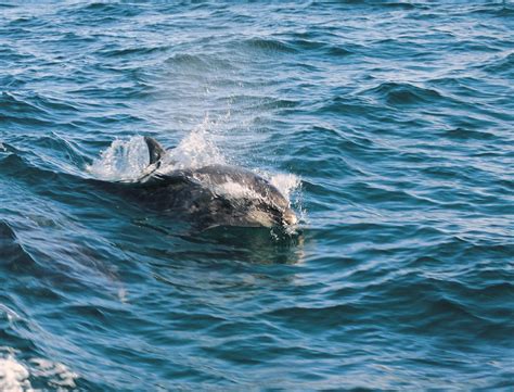 Discover the wonders of Welsh wildlife | Visit Wales