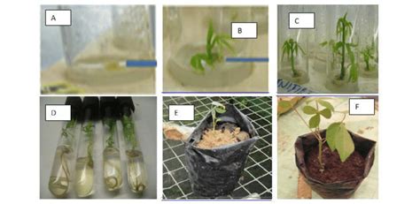 Procedure of plant free of ACMV production through meristem-tip culture... | Download Scientific ...