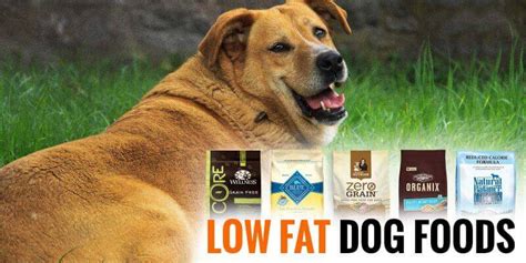 Low Fat Dog Food — Guide & Reviews of 5 Best Weight Control Foods