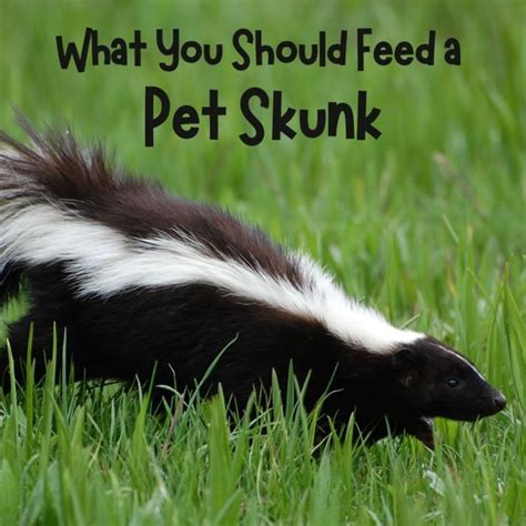 What to Feed Your Pet Skunk - PetHelpful