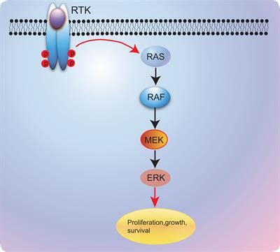 Frontiers | BRAF-Mutated Non-Small Cell Lung Cancer: Current Treatment Status and Future Perspective