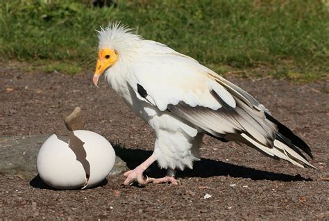 Egyptian Vulture Facts, Habitat, Behavior, Diet, Pictures