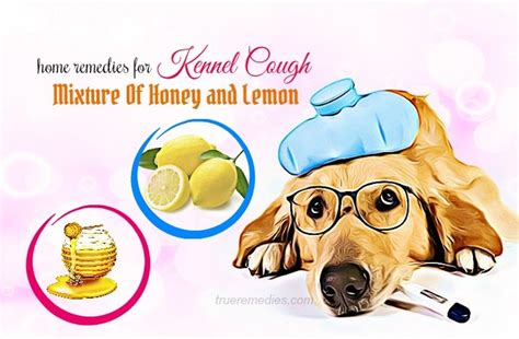 18 Natural Home Remedies For Kennel Cough In Dogs