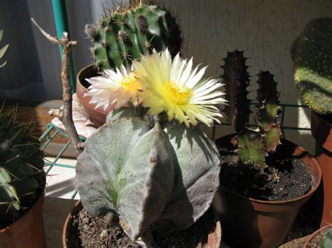 astrophytum myriostigma | Plants