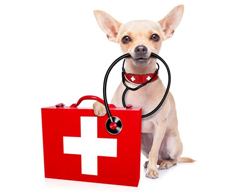 How to Make a Dog First Aid Kit - Verlota.com