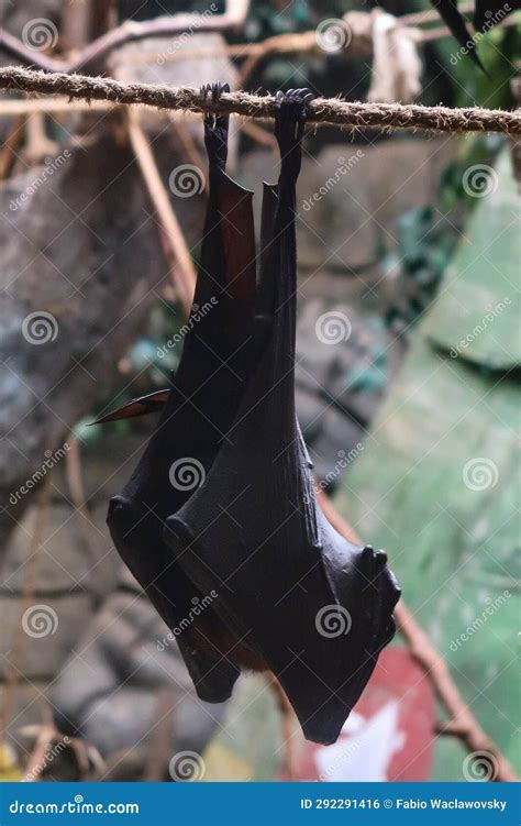 Hung Bat Sleeping Upside Down Stock Photo - Image of hung, curled ...