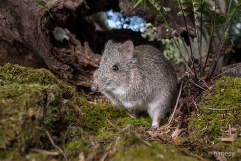 Long-nosed Potoroos - Wildlife Sanctuary & Café - Great Ocean Road | Wildlife Wonders