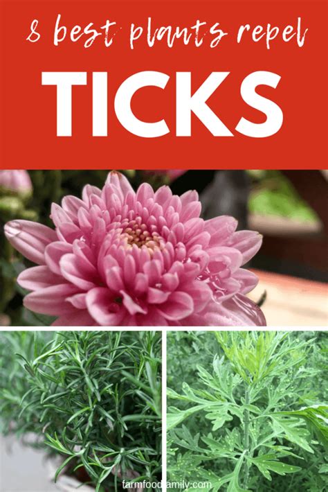 Natural Tick Repellents: 8 Plants That Repel Ticks For Humans & Kids