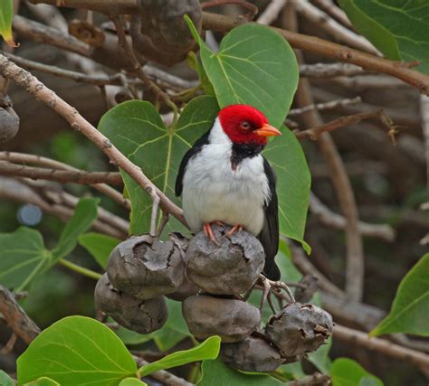 Pictures and information on Yellow-billed Cardinal