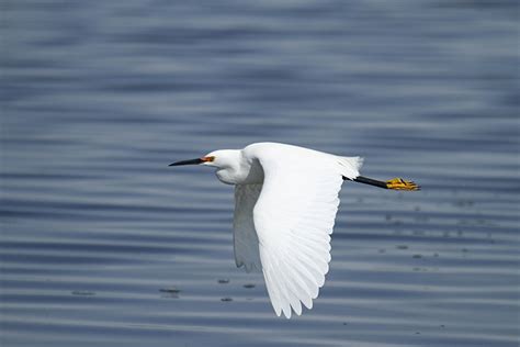 Snowy Egret : Minnesota Breeding Bird Atlas