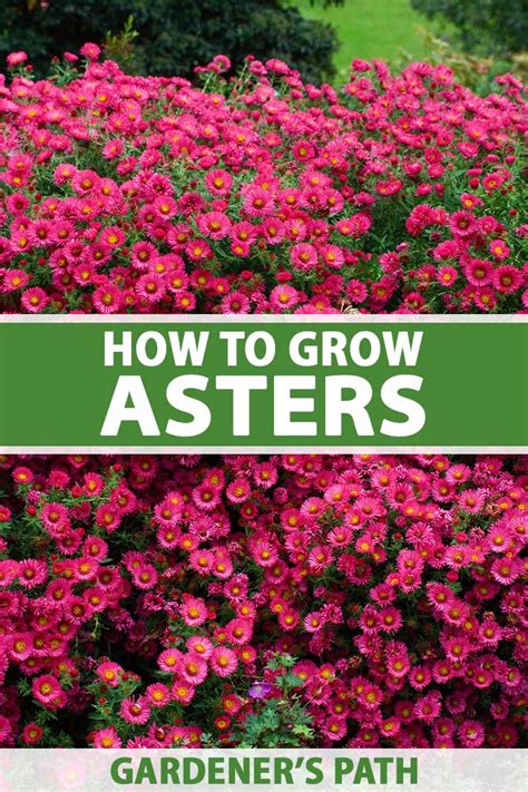 How to Grow and Care for Aster Flowers | Gardener’s Path